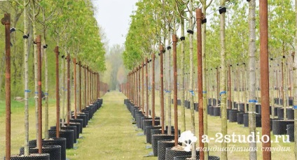 Copaci-krupnomerov în containere inel de primăvară din canisa germană