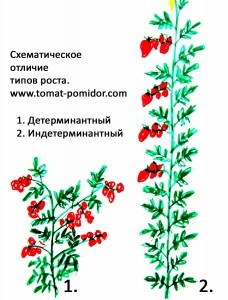 Determinant și varietăți nedeterminate de tomate care acest lucru