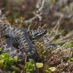 Vadmacska manul - a kabala a moszkvai állatkertben