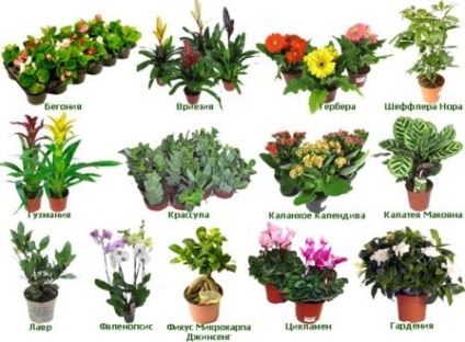 Flori de casa in ghivece Foto si nume si ingrijire pentru ele