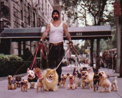 Câine de câine de câine - câine de câine - ridicarea unui cățeluș, câini de mers pe jos, hotel pentru câini