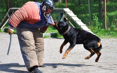 Kutya képzés Szentpéterváron (parancsolhatott) Kutya képzés Szentpéterváron