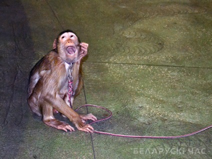 Oktató Monkey könnyen képzett, de nincs meg a kitartást