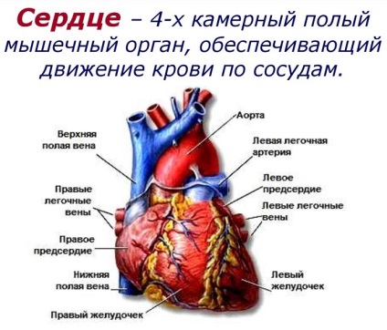 Mișcarea sângelui într-un cerc mic al circulației sângelui - secvența și calea sângelui