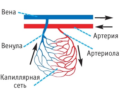 Mișcarea sângelui într-un cerc mic al circulației sângelui - secvența și calea sângelui
