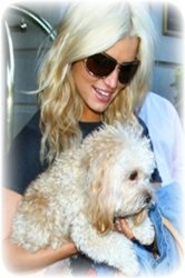 Jessica Simpson Daisy, a kedvencem!