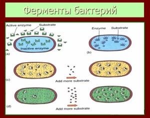 Rolul exoenzim în viața bacteriilor, a fungiilor și a oamenilor