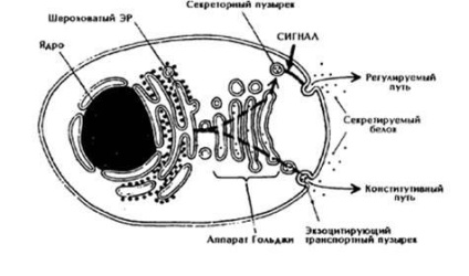 Endocitoză și exocitoză - stadopedie