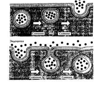 Endocitózis és exocitózis - studopediya