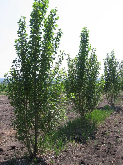 Energia forestieră - digest ecologic