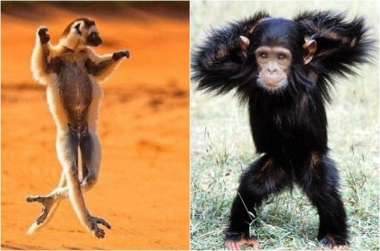 Ezek vicces állatok képek 20 kis állatokat, amelyek a versenyt a címet a legjobb táncos