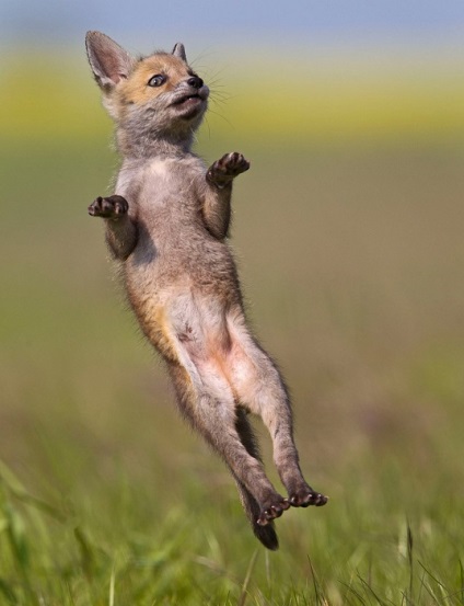 Aceste animale amuzante 20 de fotografii de animale mici care pot concura pentru titlul de cel mai bun dansator