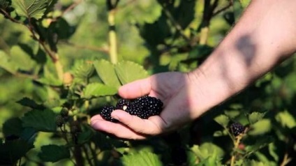 Ezhemalina cultivare și îngrijire, ls