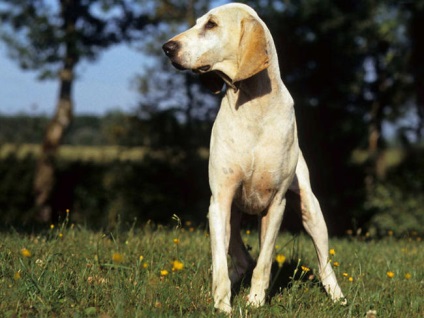 Porcelán hound - kutyafajták tudományosan nem meghatározott biológiai osztályozás,