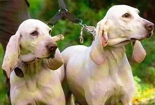 Porcelán hound - kutyafajták tudományosan nem meghatározott biológiai osztályozás,