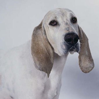 Porcelán beagle (Porsel)