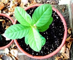 Feijoa, agricultura la domiciliu, gospodărie exemplară