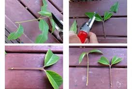 Feijoa, agricultura la domiciliu, gospodărie exemplară