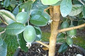 Feijoa, agricultura la domiciliu, gospodărie exemplară