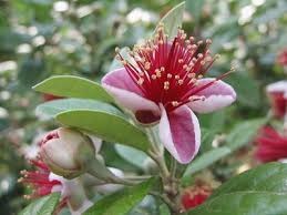 Feijoa, agricultura la domiciliu, gospodărie exemplară