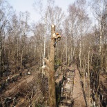 Fotografie de îndepărtare a plopului la cimitirul Vostryak