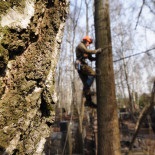 Fotografie de îndepărtare a plopului la cimitirul Vostryak