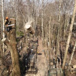 Fotografie de îndepărtare a plopului la cimitirul Vostryak