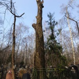 Fotografie de îndepărtare a plopului la cimitirul Vostryak