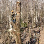 Fotografie de îndepărtare a plopului la cimitirul Vostryak