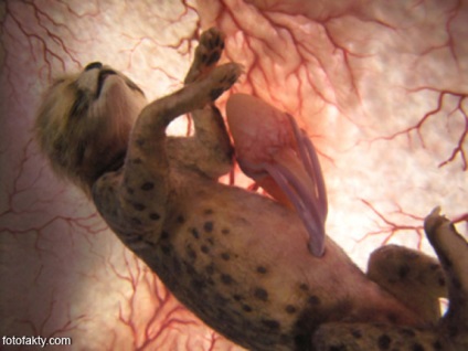 Photo embriók, állati embriók az anyaméhben fotó tények - érdekes hírek képekben,
