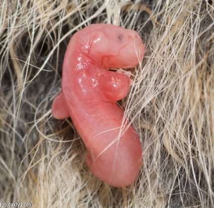 Foto de embrioni, embrioni de animale în uter, fapte foto - știri interesante în fotografii,