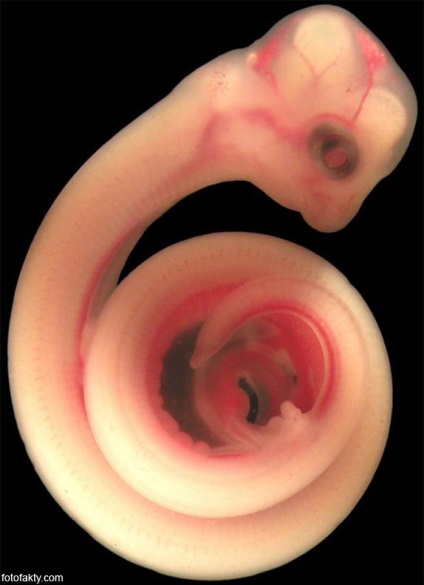 Foto de embrioni, embrioni de animale în uter, fapte foto - știri interesante în fotografii,
