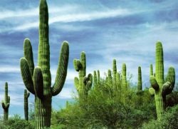 Amennyiben kaktusz nő