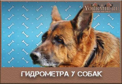 Hydrometer kutyák, tünetei, kezelése, diagnózisa