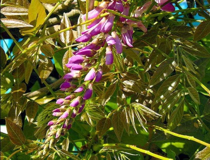 Wisteria sau wisteria (wisteria) - parfumata liana