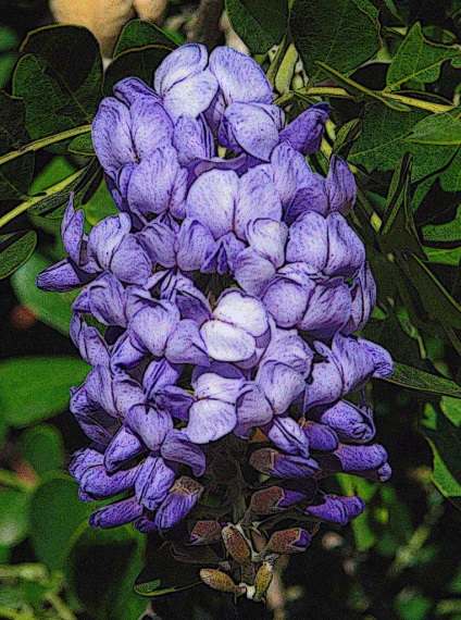 Wisteria sau wisteria (wisteria) - parfumata liana