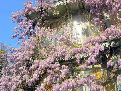 Wisteria sau wisteria (wisteria) - parfumata liana