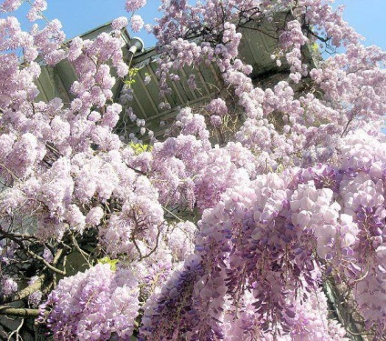 Wisteria sau wisteria (wisteria) - parfumata liana