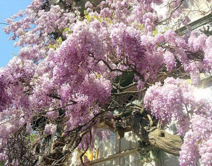 Wisteria sau wisteria (wisteria) - parfumata liana