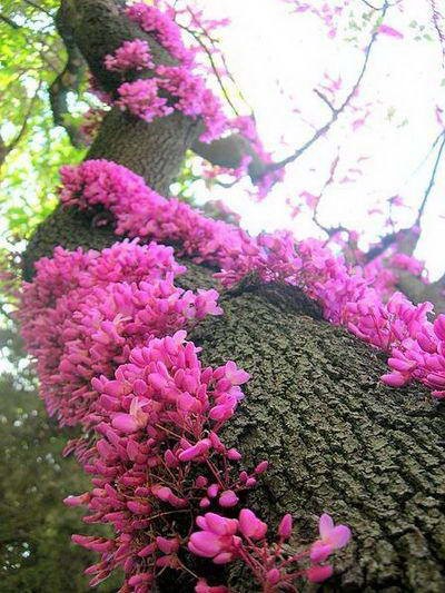 Wisteria sau wisteria (wisteria) - parfumata liana