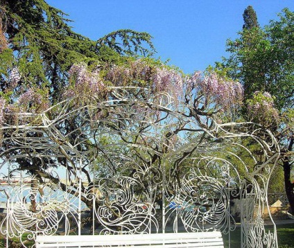 Wisteria sau wisteria (wisteria) - parfumata liana