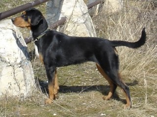 Hounds breeds dogs - un pic de istorie, trăsături, diferențe în vânătoare și calificare, vânătoare și pescuit