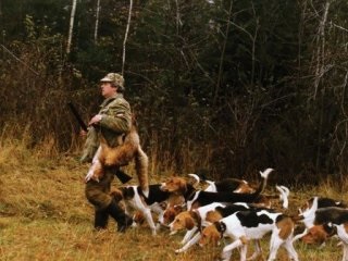 Beagle kutyák - egy kis történelem, különösen különbségek vadászat és képesítések, vadászat és halászat