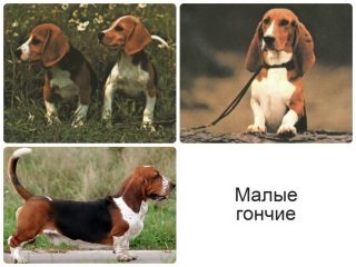 Beagle kutyák - egy kis történelem, különösen különbségek vadászat és képesítések, vadászat és halászat