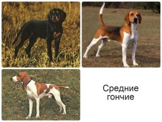 Hounds breeds dogs - un pic de istorie, trăsături, diferențe în vânătoare și calificare, vânătoare și pescuit