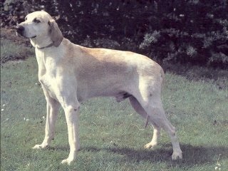 Hounds breeds dogs - un pic de istorie, trăsături, diferențe în vânătoare și calificare, vânătoare și pescuit