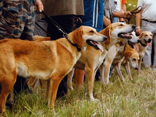 Beagle kutyák - egy kis történelem, különösen különbségek vadászat és képesítések, vadászat és halászat