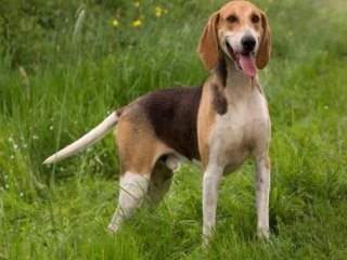 Beagle kutyák - egy kis történelem, különösen különbségek vadászat és képesítések, vadászat és halászat