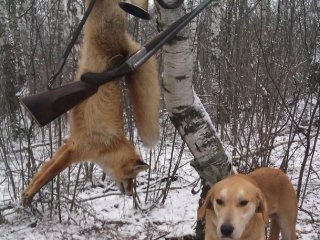 Hounds breeds dogs - un pic de istorie, trăsături, diferențe în vânătoare și calificare, vânătoare și pescuit