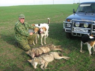 Beagle kutyák - egy kis történelem, különösen különbségek vadászat és képesítések, vadászat és halászat